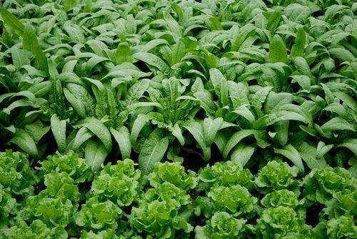 设施蔬菜高产栽培技术要点,控制好温度和水肥管理,收获优质蔬菜